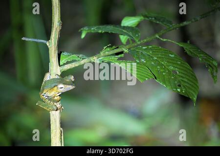 Borneo eared frog or File-eared tree frog (Polypedates otilophus), Borneo, Malaysia Stock Photo