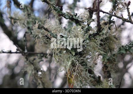 A lichen growing on a branch in rural West Wales, United Kingdom Stock Photo