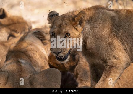 Young male, lion (Panthera leo), Moremi Game Reserve, Botswana Stock Photo