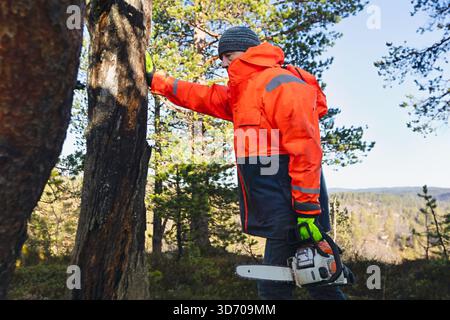 Man inspecting a damaged tree trunk before cutting, holding a chainsaw and checking the angle with calm attention in bright forest light. Copy space. Stock Photo