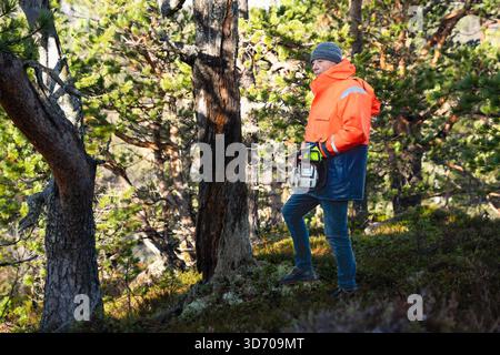 Man standing with a chainsaw, scanning the forest after cutting work, balanced posture in bright Nordic daylight. Copy space. Stock Photo