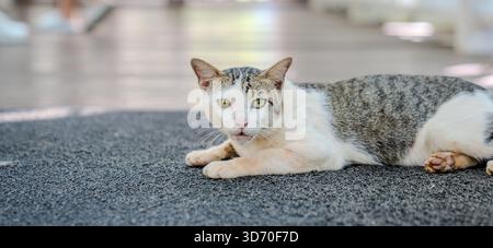 A short haired cat lies on a dark floor mat with its body stretched across the textured surface, while the background shows a walkway with soft light Stock Photo