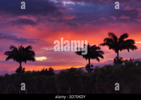 Queen palms silhouetted during blue hour on Maui. Stock Photo