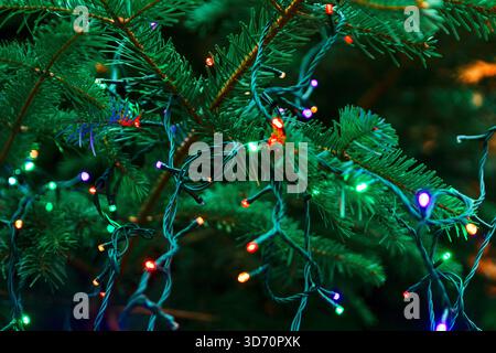 Lush evergreen Christmas tree branch, its dense green needles wrapped in strings of multicolor fairy lights. Twinkling bulbs glow softly against folia Stock Photo