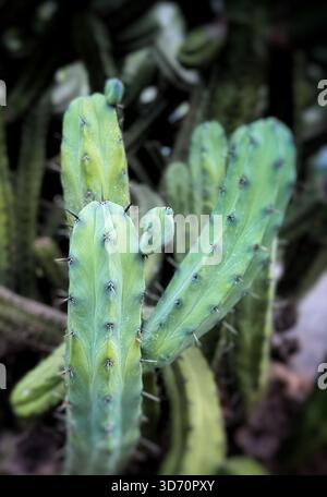 Close-up of green columnar cacti with visible spines and ridges in a natural outdoor setting Stock Photo