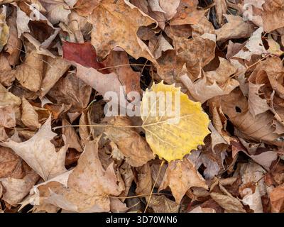 Leaf litter on the forest floor Stock Photo