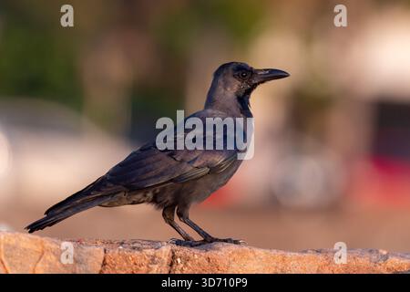 House Crow (Corvus splendens) perched on a stone wall in Colombo, Sri Lanka Stock Photo