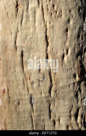 Holes and cracks in a tree trunk abstract textured background Stock Photo