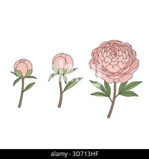 Pink protea flowers trio botanical icon vector illustration for exotic floral nature unique tropical beauty artistic and decorative concepts Stock Vector