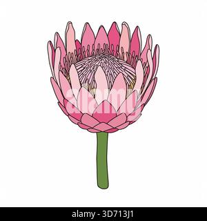 Pink protea flower exotic botanical icon vector illustration for unique tropical nature artistic floral beauty and decorative statement concepts Stock Vector