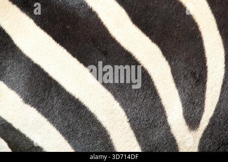Zebra black and white stripe pattern abstract textured background Stock Photo