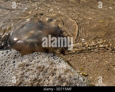 Translucent jellyfish resting on damp sand with gentle water ripples, atmospheric shore image for marine life, ecology, or travel content.  Stock Photo