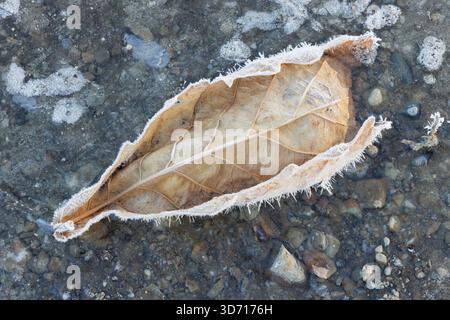 One frozen dead brown leaf on icy ground Stock Photo