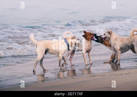 a group of dogs playing on the beach Stock Photo
