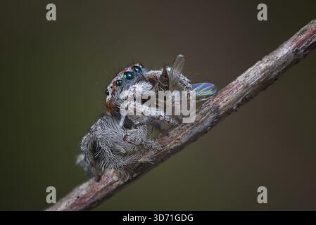 A male Peacock spider, Maratus cristatus, eating a bug that he captured in the wild. Stock Photo