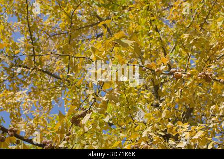 Golden autumn ginkgo tree with dense yellow foliage in natural daylight Stock Photo