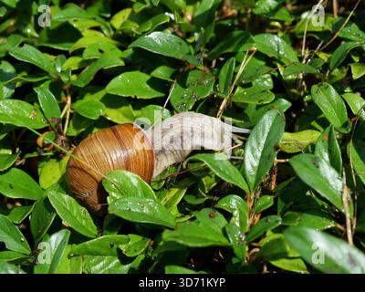 Roman snail with brown shell crawling on shiny green leaves. Copyspa Stock Photo