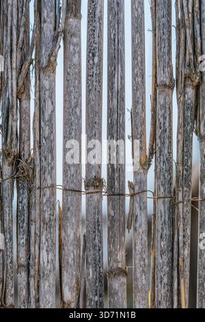 Close-up of a weathered, vertical fence made of dry, gray cane reeds tied together with thin wire Stock Photo