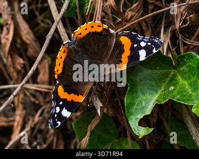 Vanessa atalanta butterfly rests on brown stems and green ivy, wings open displaying orange and white markings. Stock Photo