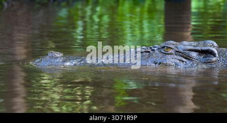 Saltwater crocodile (Crocodylus porosus) swimming in mangrove, Borneo, Malaysia Stock Photo
