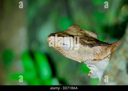 Borneo eared frog or File-eared tree frog (Polypedates otilophus), Borneo, Malaysia Stock Photo