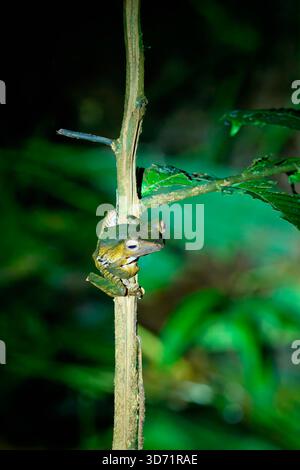 Borneo eared frog or File-eared tree frog (Polypedates otilophus), Borneo, Malaysia Stock Photo