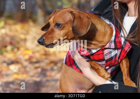 Closeup portrait of small brown dachshund dog wearing red plaid vest while being held outdoors in warm autumn light. Cozy seasonal pet moment, friendl Stock Photo