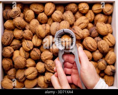 Nutcracker over a box full of walnuts Stock Photo