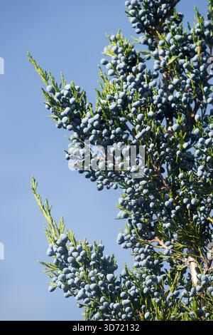 Berries on a Rocky Mountain juniper, Juniperus scopulorum, blue sky. Stock Photo