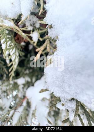 Fluffy snow resting on green conifer branches, close-up winter view with natural contrast. Stock Photo