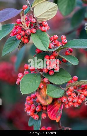 Milkflower Cotoneaster,fruits Cotoneaster lacteus Stock Photo