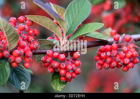 Parney Cotoneaster beariies Cotoneaster coriaceus Stock Photo