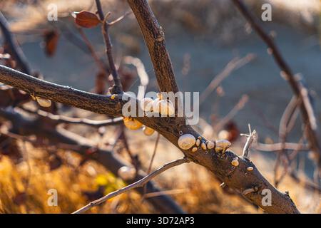 close-up of white snail shells on a tree branch Stock Photo