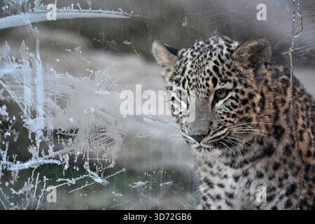 November 23, 2025, Dvur Kralove Nad Labem, Czech Republic: A Persian leopard cub watches its surroundings through the frozen window of its enclosure. Temperatures in many places were below minus 10 degrees Celsius, so the frost ''conjured'' its traces on the enclosure windows. The small leopards are seeing this for the first time. (Credit Image: © Slavek Ruta/ZUMA Press Wire) EDITORIAL USAGE ONLY! Not for Commercial USAGE! Credit: ZUMA Press, Inc./Ģ����ý Live News Stock Photo