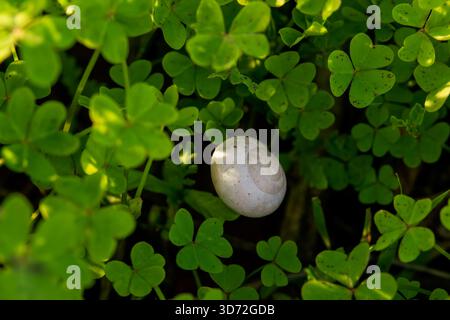 A white snail shell lies nestled in a bed of vibrant green clover leaves under soft natural light. Stock Photo