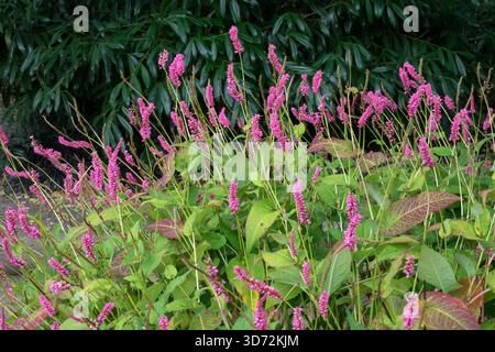 Red bistort 'Ample Pink" Bistorta amplexicaulis Ample Pink Stock Photo