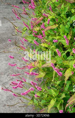 Bistorta amplexicaulis "Ample Pink" Red bistort 'Ample Pink" border Persicaria Stock Photo
