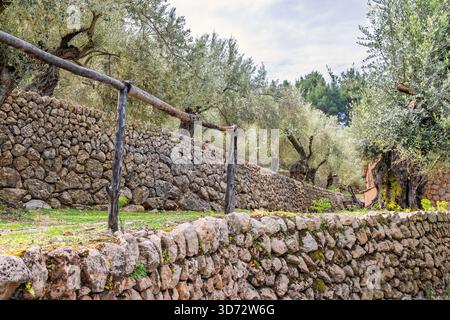 Stone walls in a terraced olive grove in the countryside Stock Photo