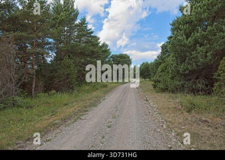 Wide dirt or gravel track, surrounded by green vegetation, leading through a forest landscape in cloudy summer weather, Vilsandi, Saaremaa, Estonia. Stock Photo