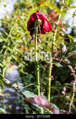 dried rose bloom on thorny stem in garden on sunny autumn day Stock Photo