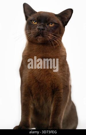 studio portrait of chocolate brown Burmese cat sitting upright against white background, looking up Stock Photo