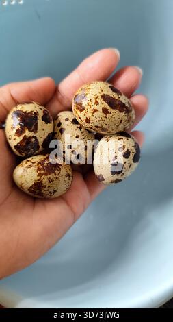 A hand cupping several raw quail eggs with brown speckled shells. Close-up image for culinary, agriculture, nutrition, and food preparation themes. Stock Photo