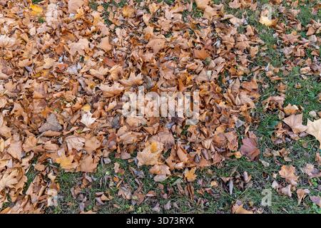 the old maple leaves that have long since fallen to the ground which have turned rusty , the grass and the ground strewn with maple leaves in the park Stock Photo