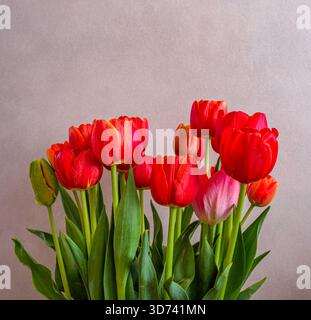 Bouquet of red tulips on a gray background. Stock Photo