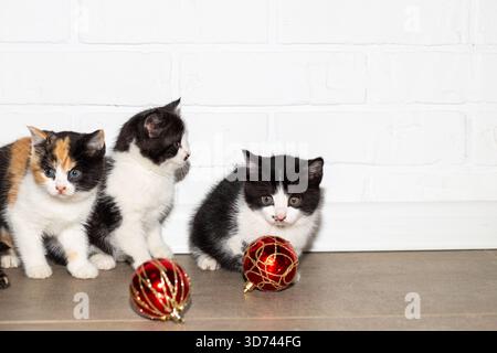 Three adorable black and white kittens sit on the floor among festive red Christmas decorations against a white brick wall. Stock Photo