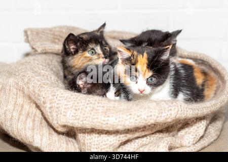 A group of four adorable kittens of varying colors nestle under a beige knitted blanket against a white brick wall. Stock Photo