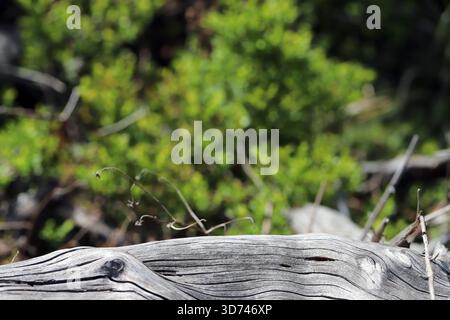 Natural wood without bark and green, blurred blueberry bushes in the background. Background for presentation. Stock Photo
