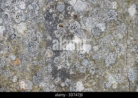 A complex of rock lichens in the mountains. Close-up of a rock covered with lichens. Stock Photo