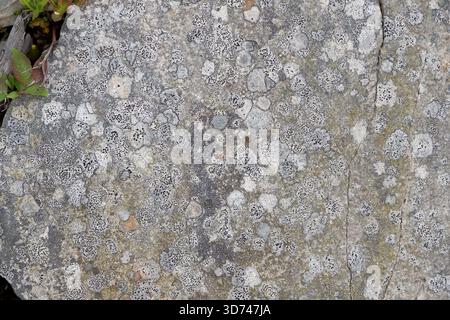 A complex of rock lichens in the mountains. Close-up of a rock covered with lichens. Stock Photo