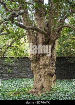 Close-up of the thick, textured, gnarled trunk of a large American Holly tree (Ilex opaca) in Rockwood Park, Delaware. Stock Photo